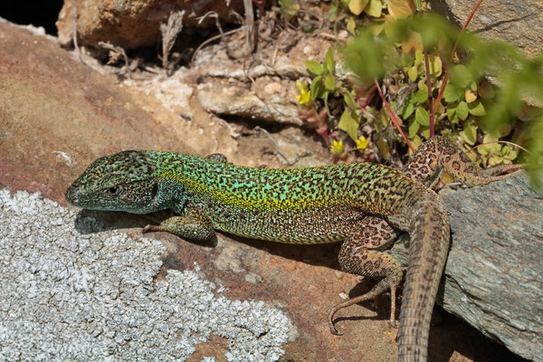 Cycladian Green Lizard (Lacerta citrovittata) basking and displaying the amazing colouration.