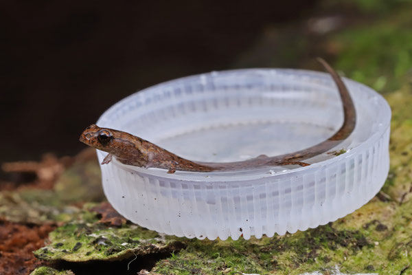 Veracruz Pygmy Salamander (Thorius pennatulus) size comparison with a bottle cap.