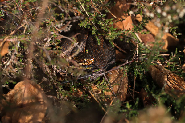 Adder (Vipera berus)