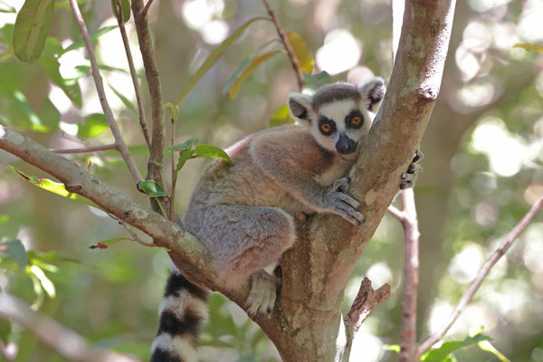 Ring-tailed Lemur (Lemur catta) 