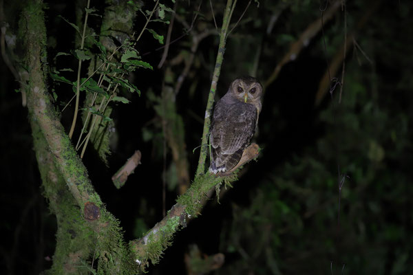 Mottled Owl (Strix virgata)