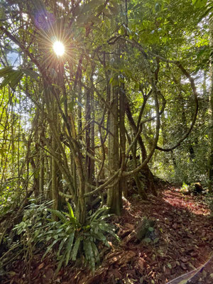 Forest in the South Pare Mountains