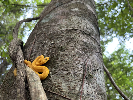 Eyelash Palm Pitviper (Bothriechis nigroadspersus)