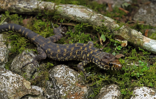 Yellow-spotted Night Lizard (Lepidophyma flavimaculatum)