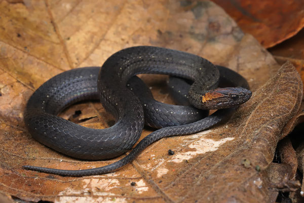 Sapper's Rustyhead Snake (Amastridium sapperi) 