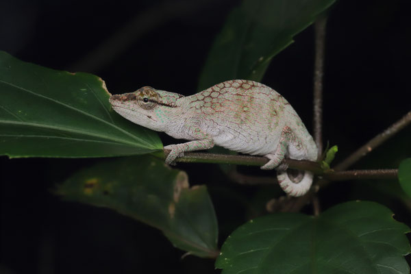 Vohibola Forest Chameleon (Calumma vohibola) 