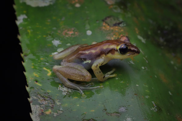 Ambakoana Pandanus Frog (Guibemantis ambakoana)