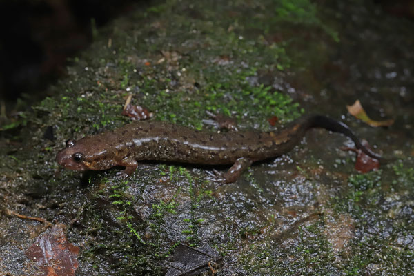 Chattooga Dusky Salamander (Desmognathus perlapsus)