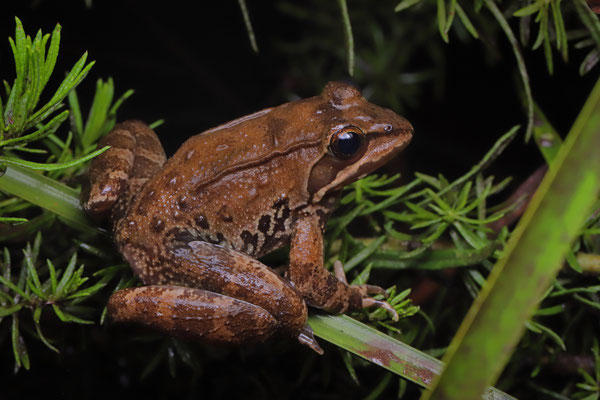 Amani River Frog (Amietia tenuoplicata) 