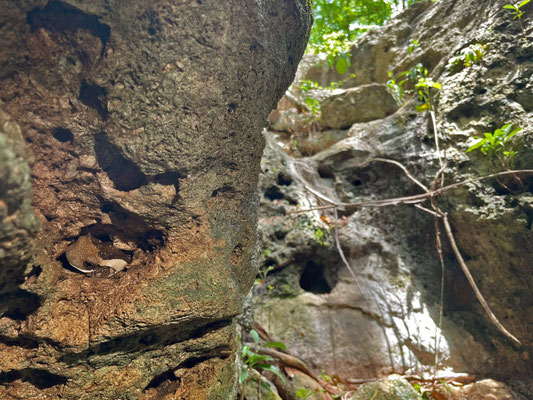 Some holes contained Central American Milk Frog (Trachycephalus typhonius)...
