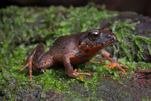 Earless Squeaker (Arthroleptis anotis) displaying the beautiful bright underside.