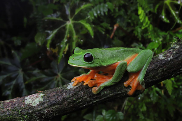 Black-eyed Leaf Frog (Agalychnis moreletii)