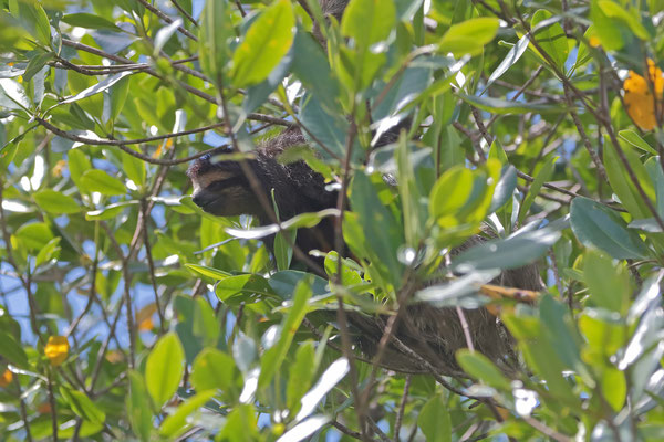 The famous Pygmy Three-toed Sloth (Bradypus pygmaeus)