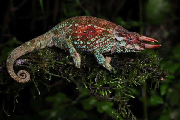 Werner's Three-horned Chameleon (Trioceros werneri) 