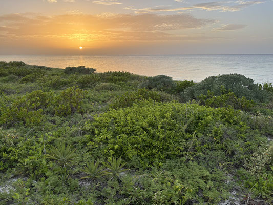 Habitat of Sceloporus cozumelae, Laemanctus serratus and Agkistrodon russeolus.