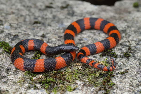 Loranca's Earth Snake (Geophis lorancai)