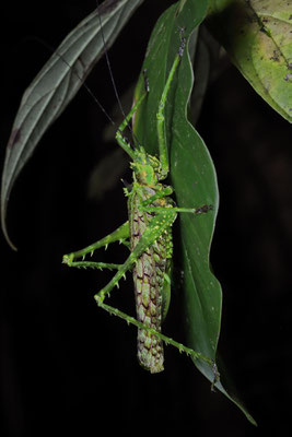Moss Katydid (Championica montana)