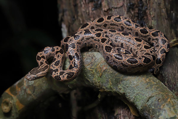 Southern Bromeliad Boa (Ungaliophis panamensis)