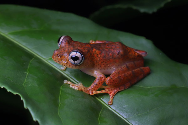 Red Bright-eyed Frog (Boophis pyrrhus) 