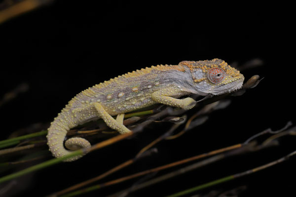 Swartberg Dwarf Chameleon (Bradypodion atromontanum)