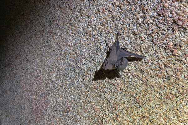 Gray Sac-winged Bat (Balantiopteryx plicata)