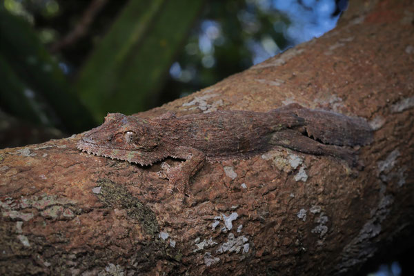 Mossy Leaf-tailed Gecko (Uroplatus sikorae) 
