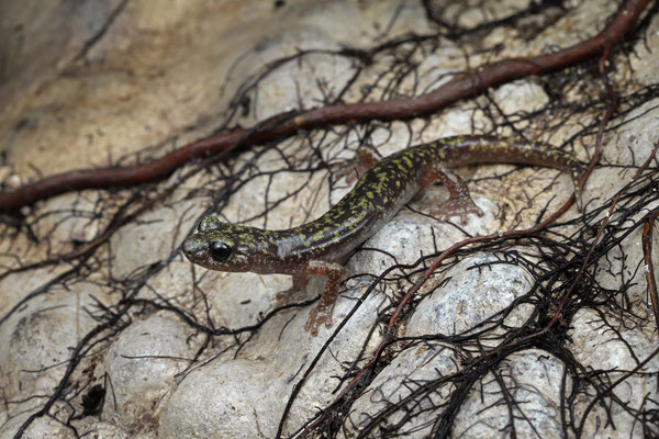 Scented Cave Salamanders (Speleomantes imperialis)