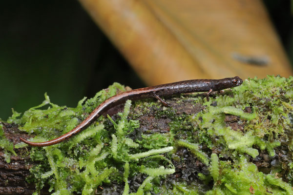 Vereh Moss Salamander (Nototriton vereh) 