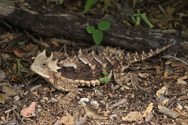 Giant Horned Lizard (Phrynosoma asio)