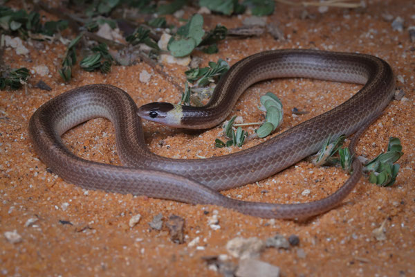 Light-banded Dwarf Snake (Heteroliodon occipitalis)
