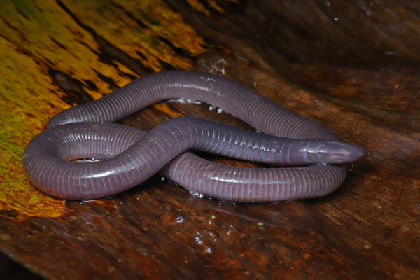 Purple Caecilian (Gymnopis multiplicata)