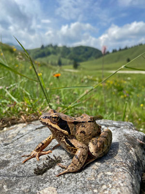 Common Frog (Rana temporaria)