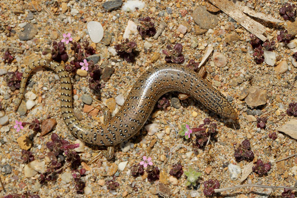 Ocellated Skink (Chalcides ocellatus) 