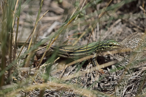Spotted Whiptail (Aspidoscelis gularis) 