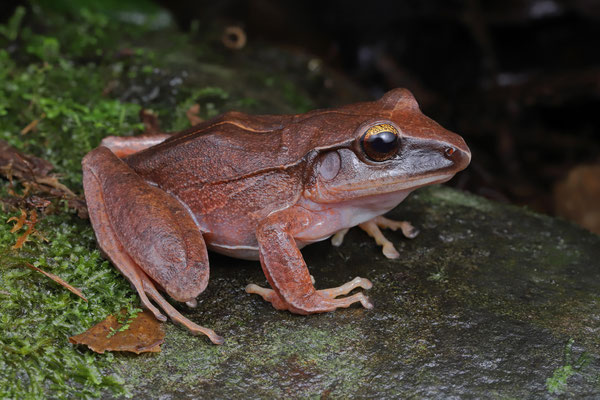 Masked Litter Frog (Craugastor mimus)