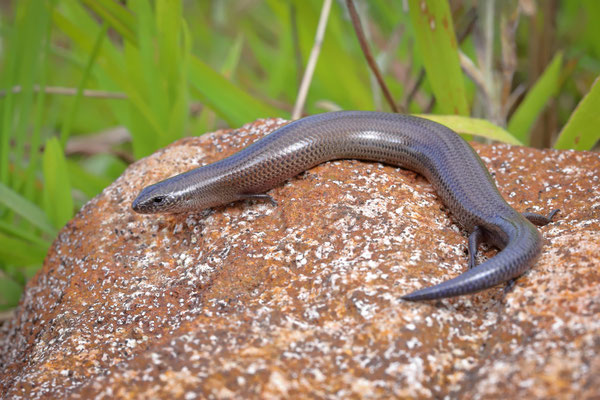 Montane Dwarf Burrowing Skink (Scelotes mirus)