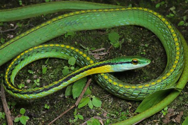 Pacific Coast Parrot Snake (Leptophis diplotropis)