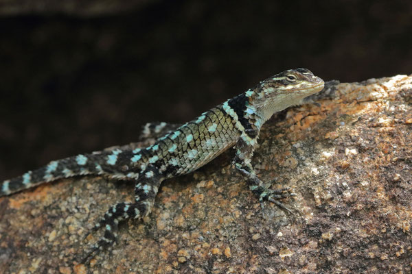 MacDougall's Spiny Lizard (Sceloporus macdougalli)