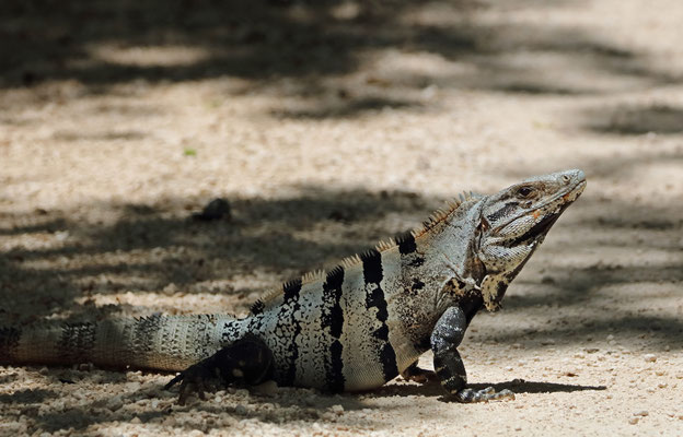 Black Spiny-tailed Iguana (Ctenosaura similis)