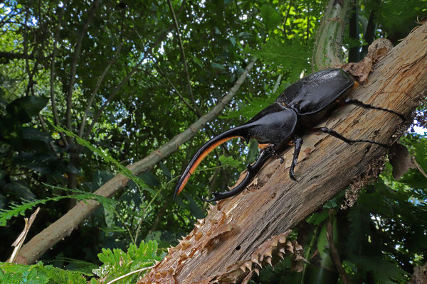Hercules Beetle (Dynastes hercules)