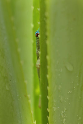 Morondava Day Gecko (Phelsuma hielscheri) hiding in a Pandanus palm.