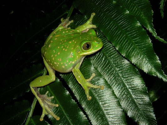 Yellow-spotted Tree Frog (Leptopelis flavomaculatus) 