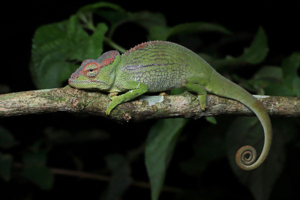Mount Kenya Hornless Chameleon (Kinyongia excubitor) male