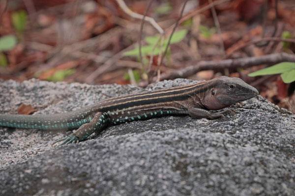 Common, but shy, this Blackbelly Racerunner (Aspidoscelis deppii) can be tricky to photograph.