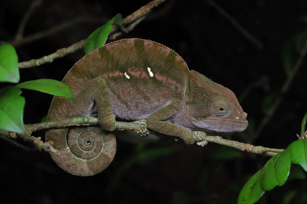 Globe-horned Chameleon (Calumma globifer) 
