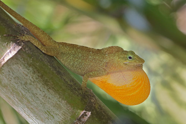 Oaxacan Giant Canopy Anole (Anolis macrinii) displaying the massive dewlap of this species.