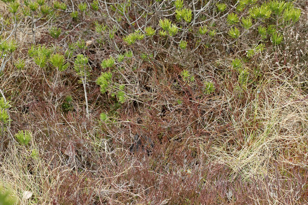 Adder (Vipera berus) basking