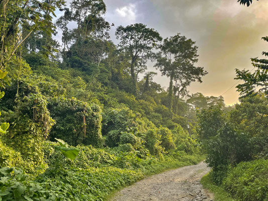 ...and when the sun sets we explored these overgrown roadsides.