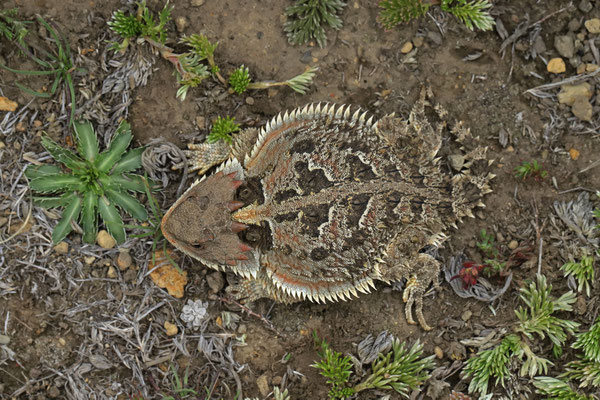 Mexican Plateau Horned Lizard (Phrynosoma orbiculare) 