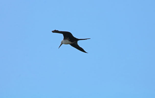 Magnificent Frigatebird (Fregata magnificens) juvenile